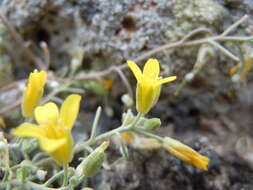 Plancia ëd Physaria ludoviciana (Nutt.) O'Kane & Al-Shehbaz