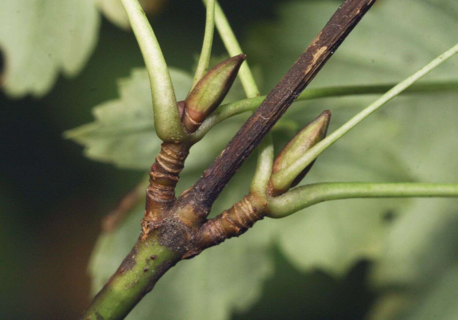 Imagem de Viburnum edule (Michx.) Raf.