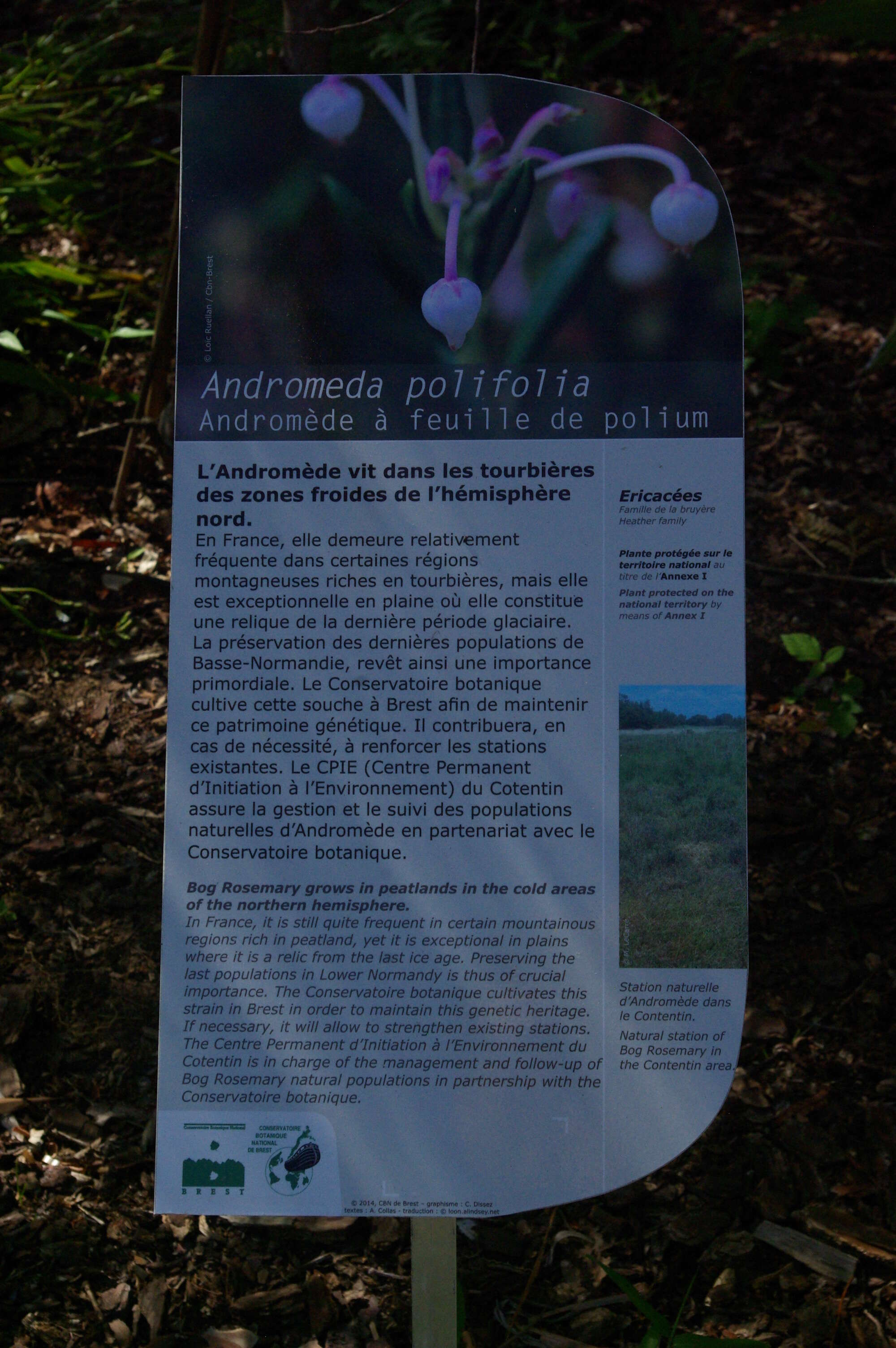 Image of bog rosemary