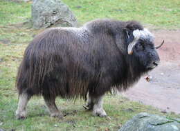 Image of muskox