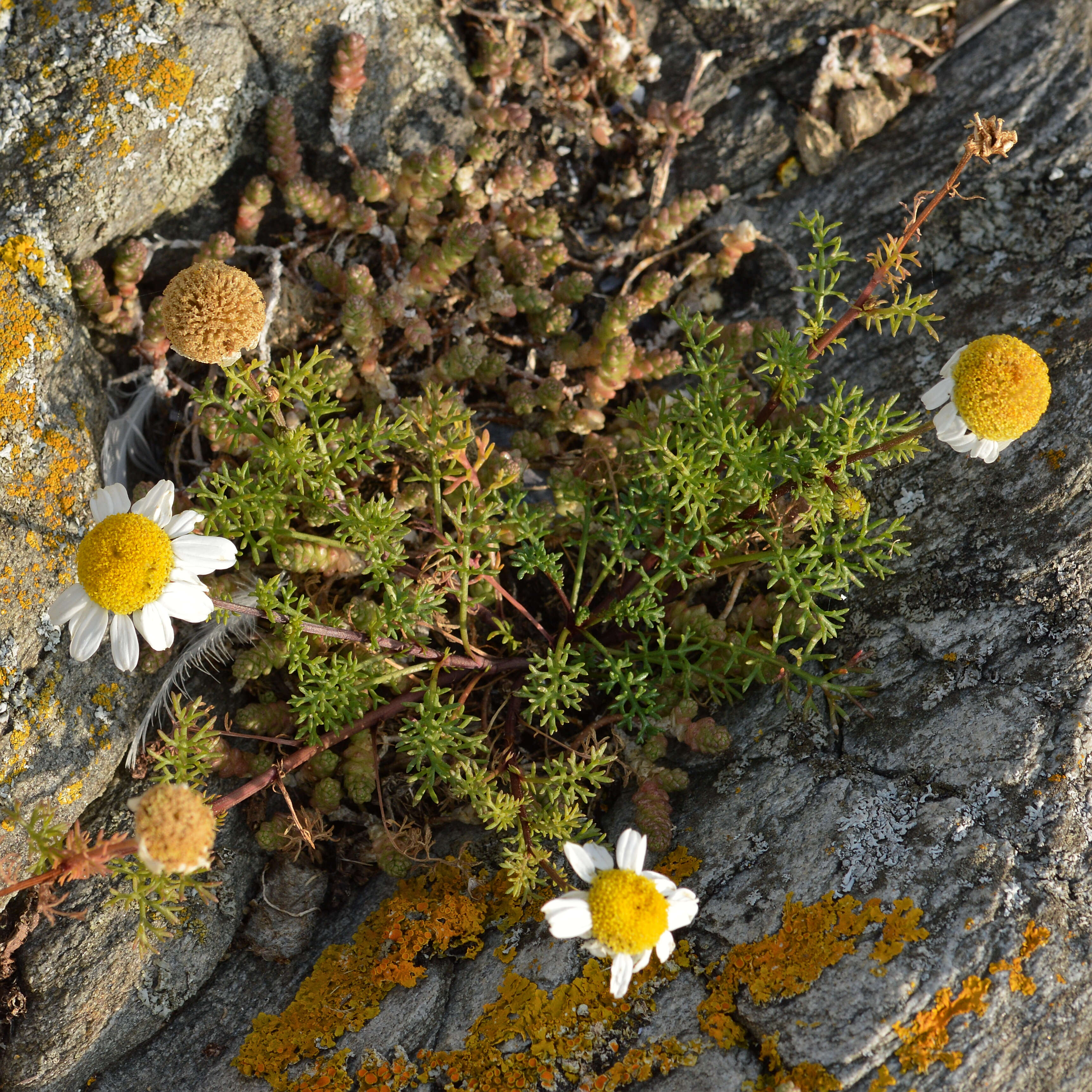 صورة Tripleurospermum maritimum (L.) Koch