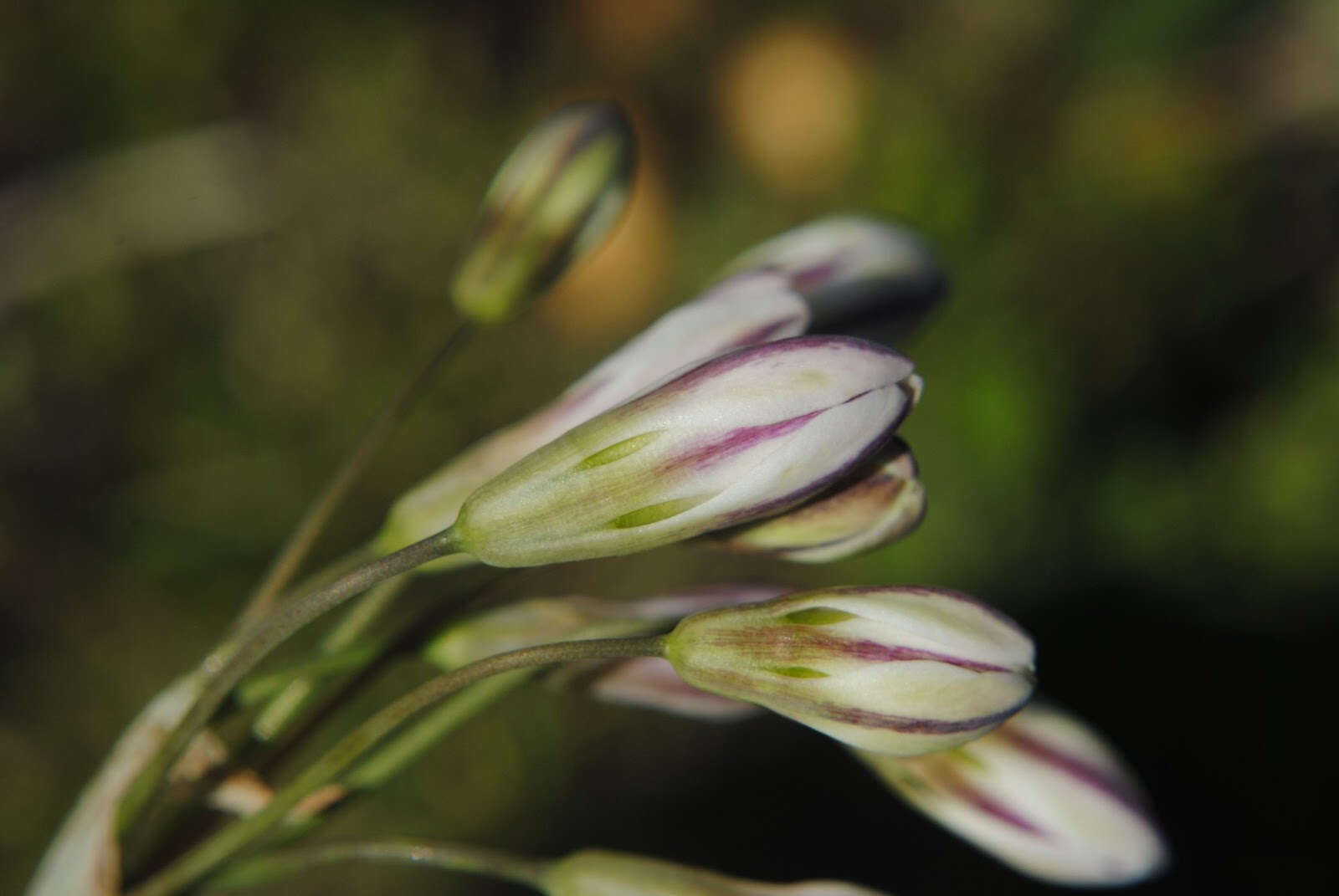 Image of slender false garlic