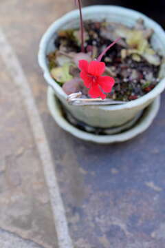 Pinguicula laueana F. Speta & F. Fuchs resmi