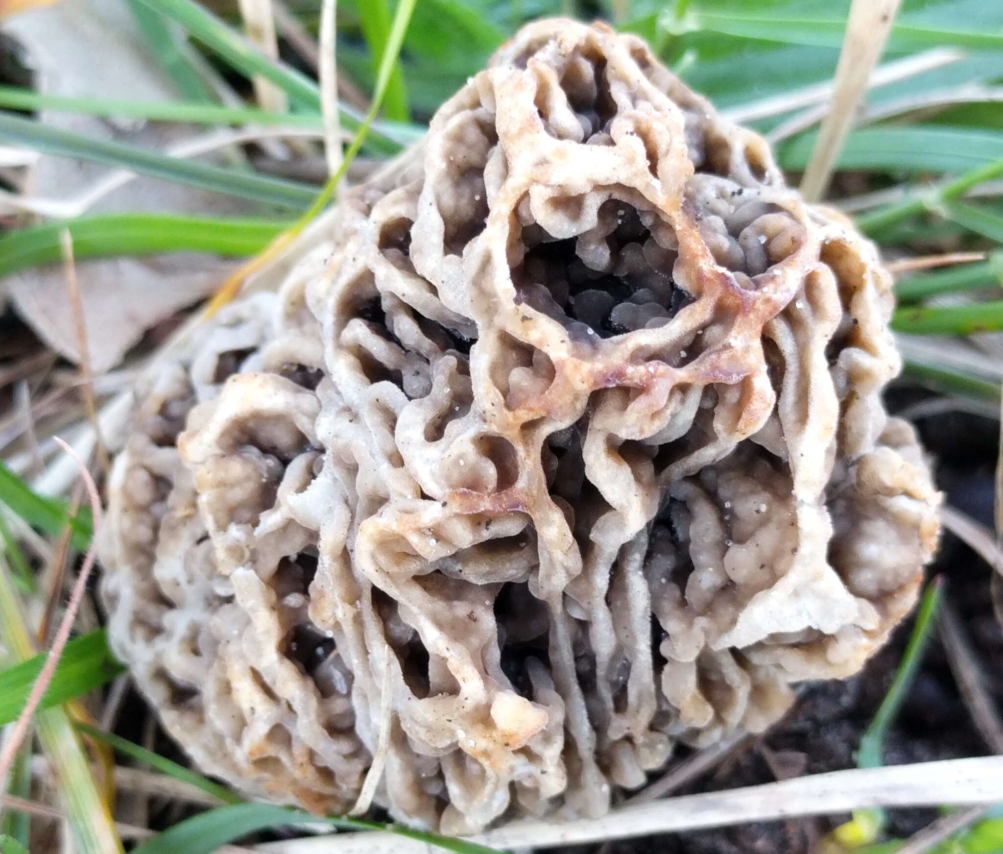 Image of Morchella vulgaris