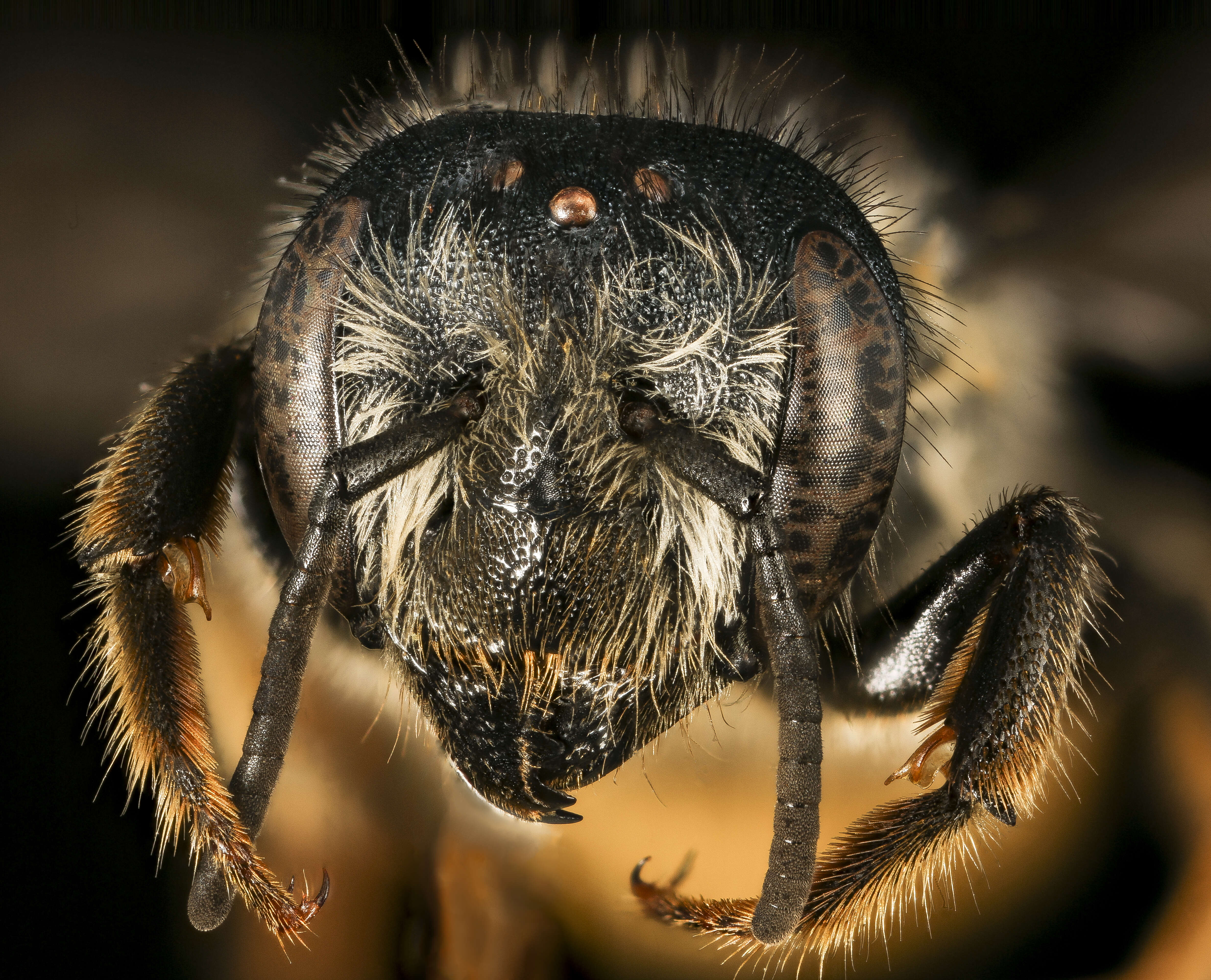 Image of Leafcutter bee