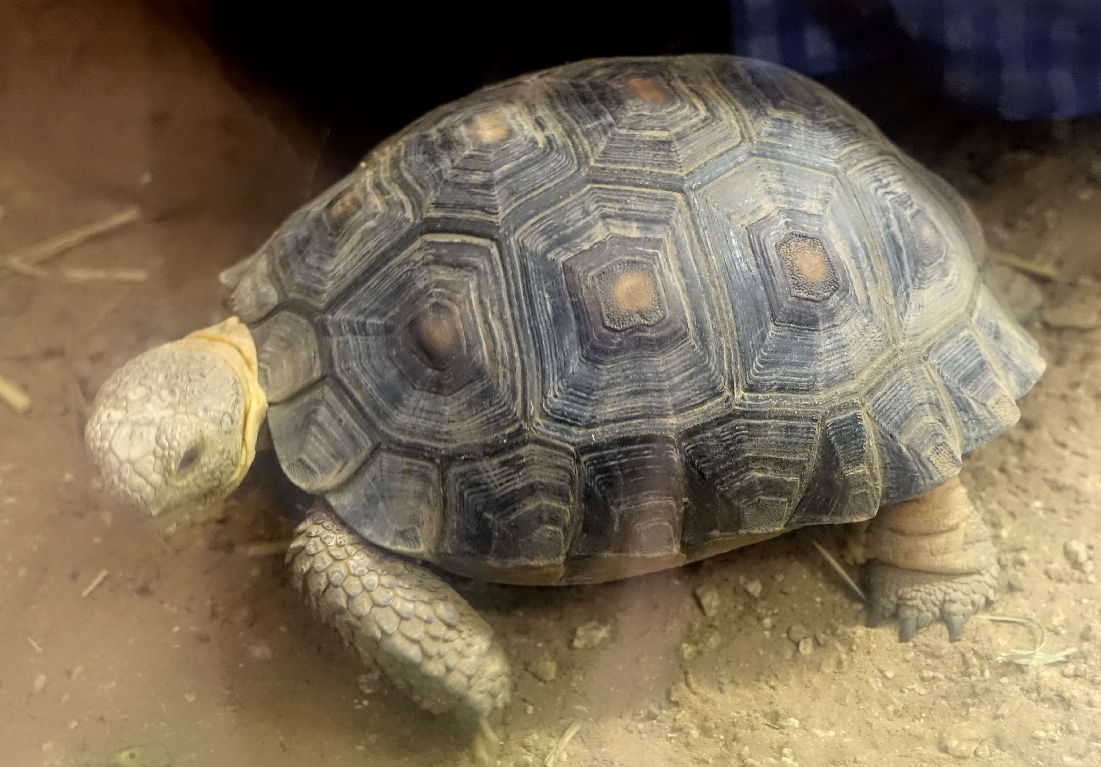 Image of Sonoran desert tortoise