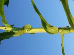 Plancia ëd Sonchus arvensis L.