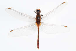 Image of Red Percher Dragonfly