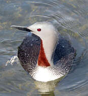 Image of Red-throated Diver