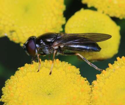 Image of <i>Cheilosia scutellata</i>