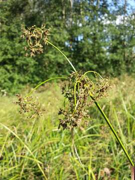 Слика од Scirpus sylvaticus L.