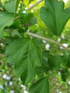 Imagem de Hibiscus syriacus L.