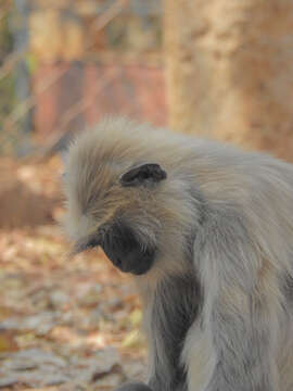 Image of Northern plains gray langur