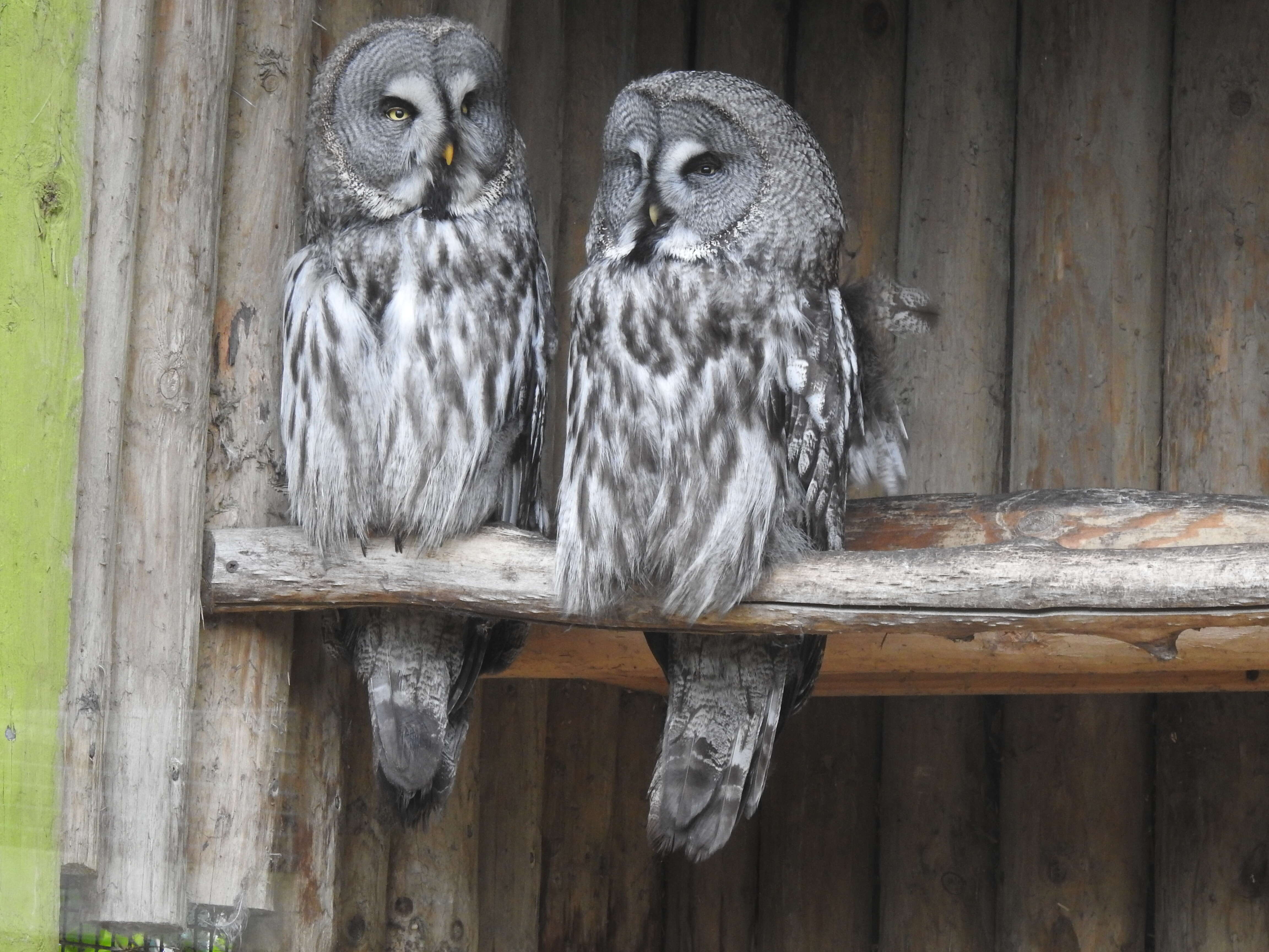 Image of Great Gray Owl