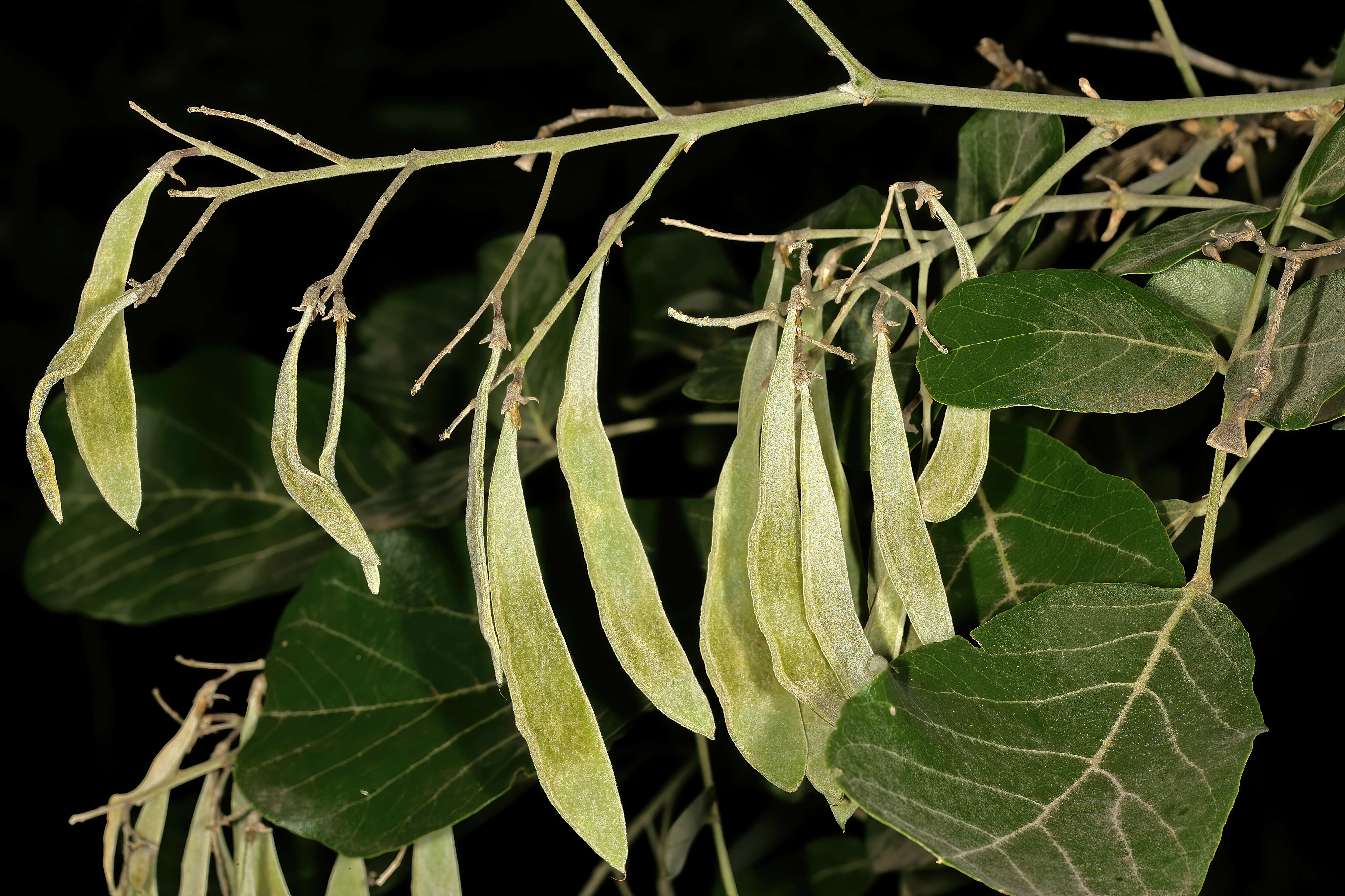 Plancia ëd Philenoptera violacea