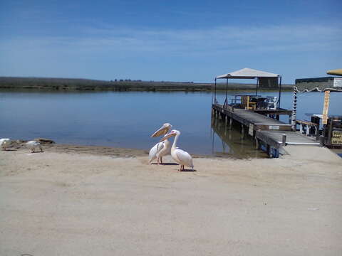 Image of Great White Pelican