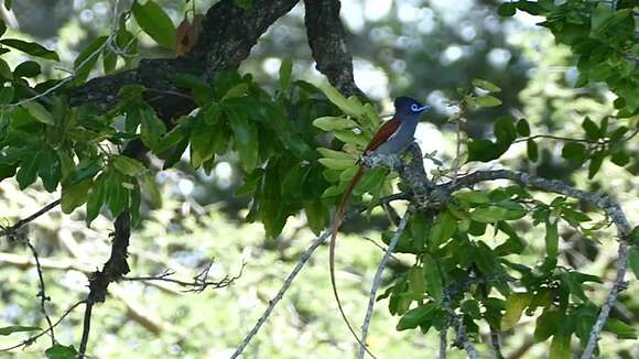 Image of African Paradise Flycatcher