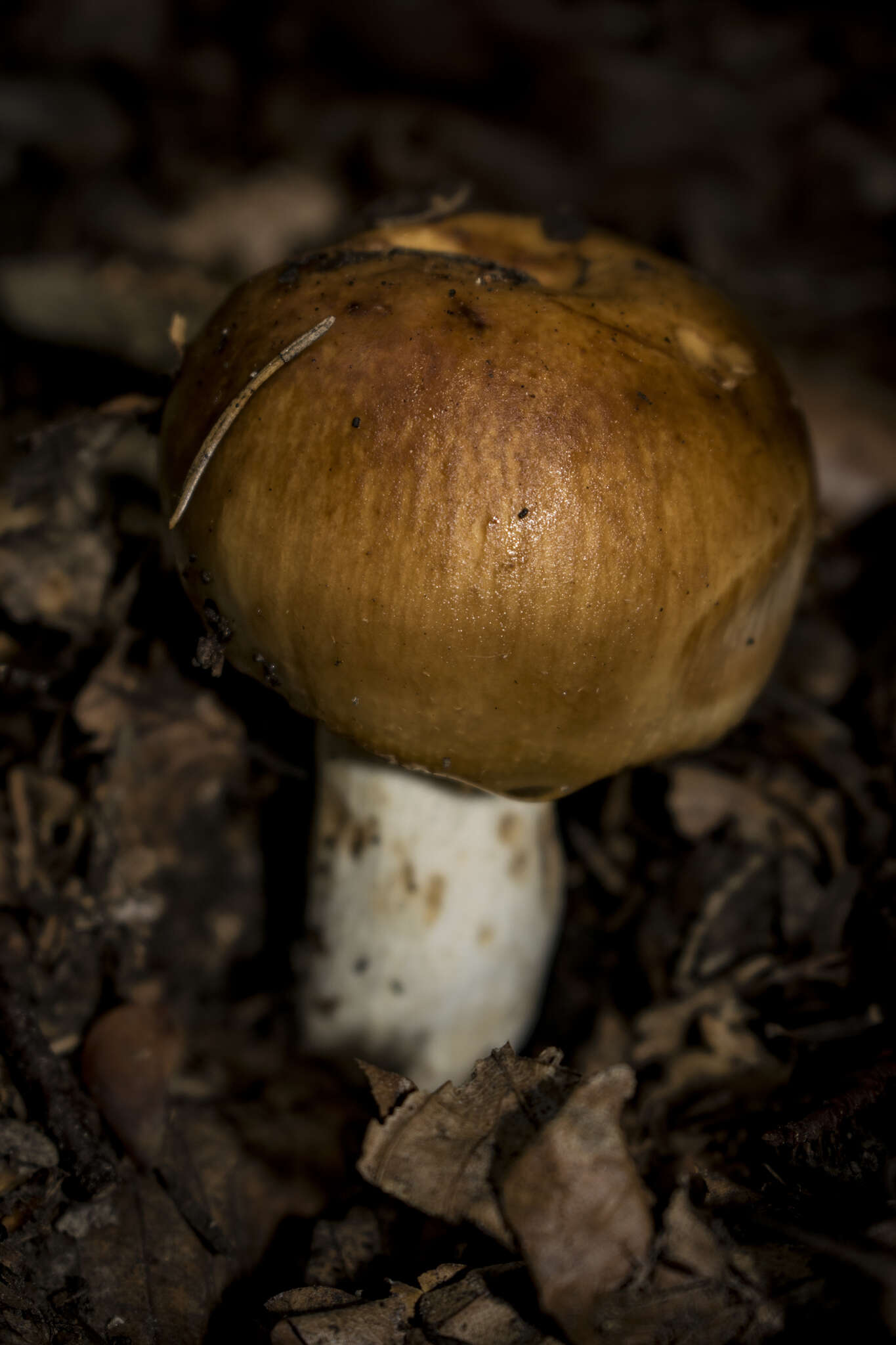 Image of Stinking Russula