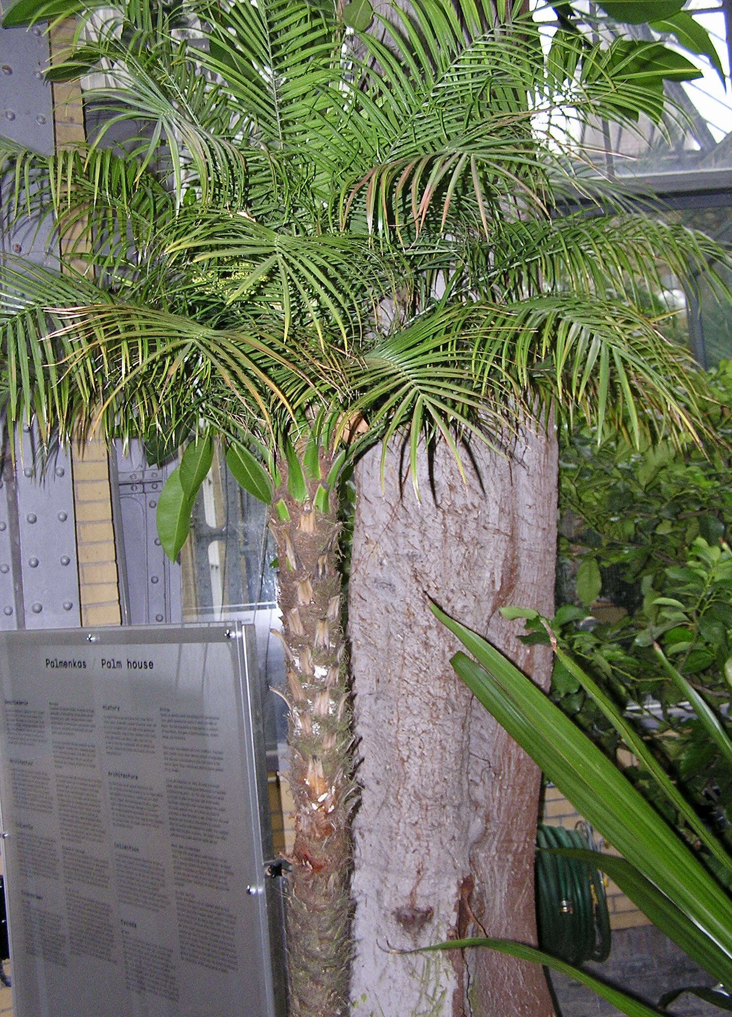 Image of pygmy date palm