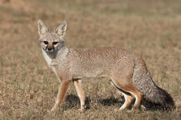 Image of Bengal Fox