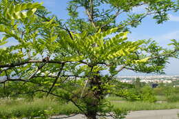 Image of Chinese honeylocust