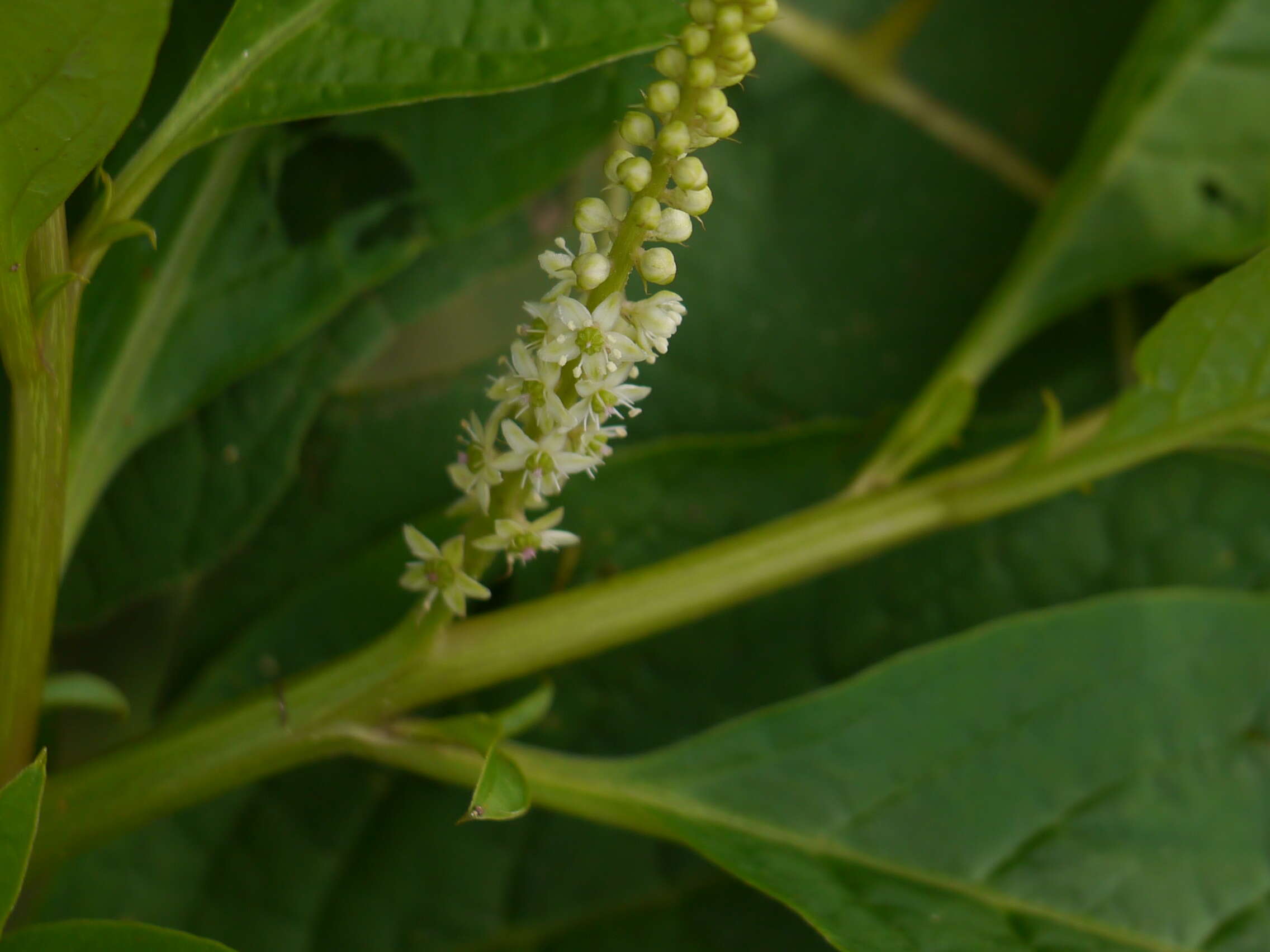 Image of tropical pokeweed