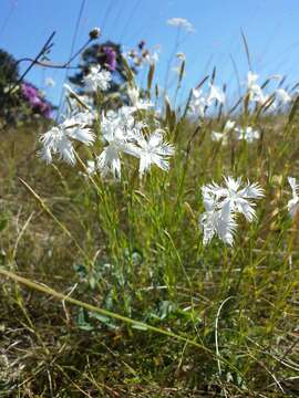 Image of Dianthus serotinus Waldst. & Kit.