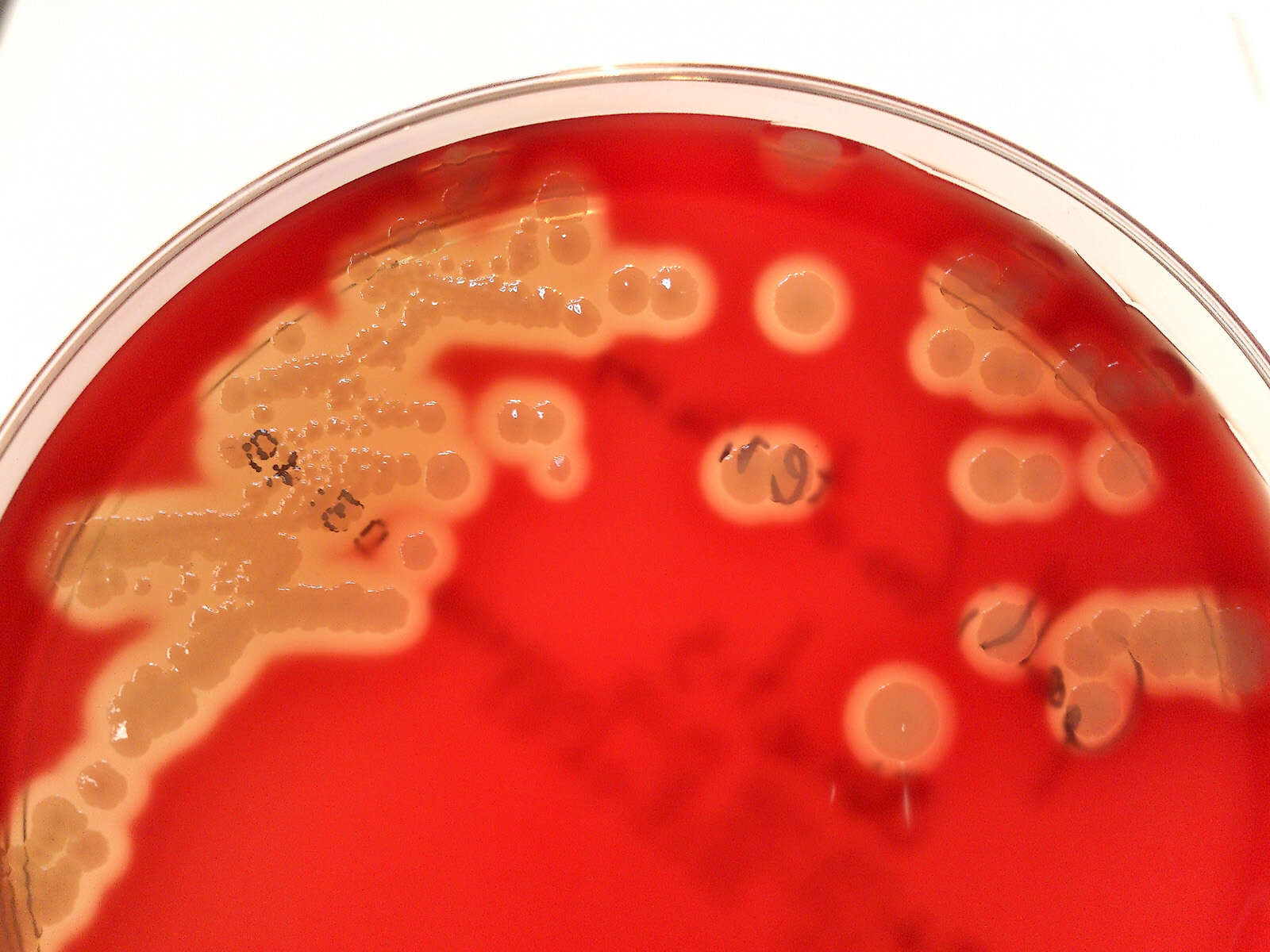 Image of Gallibacterium