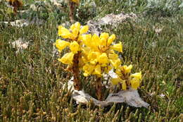 Image of Cistanche phelypaea