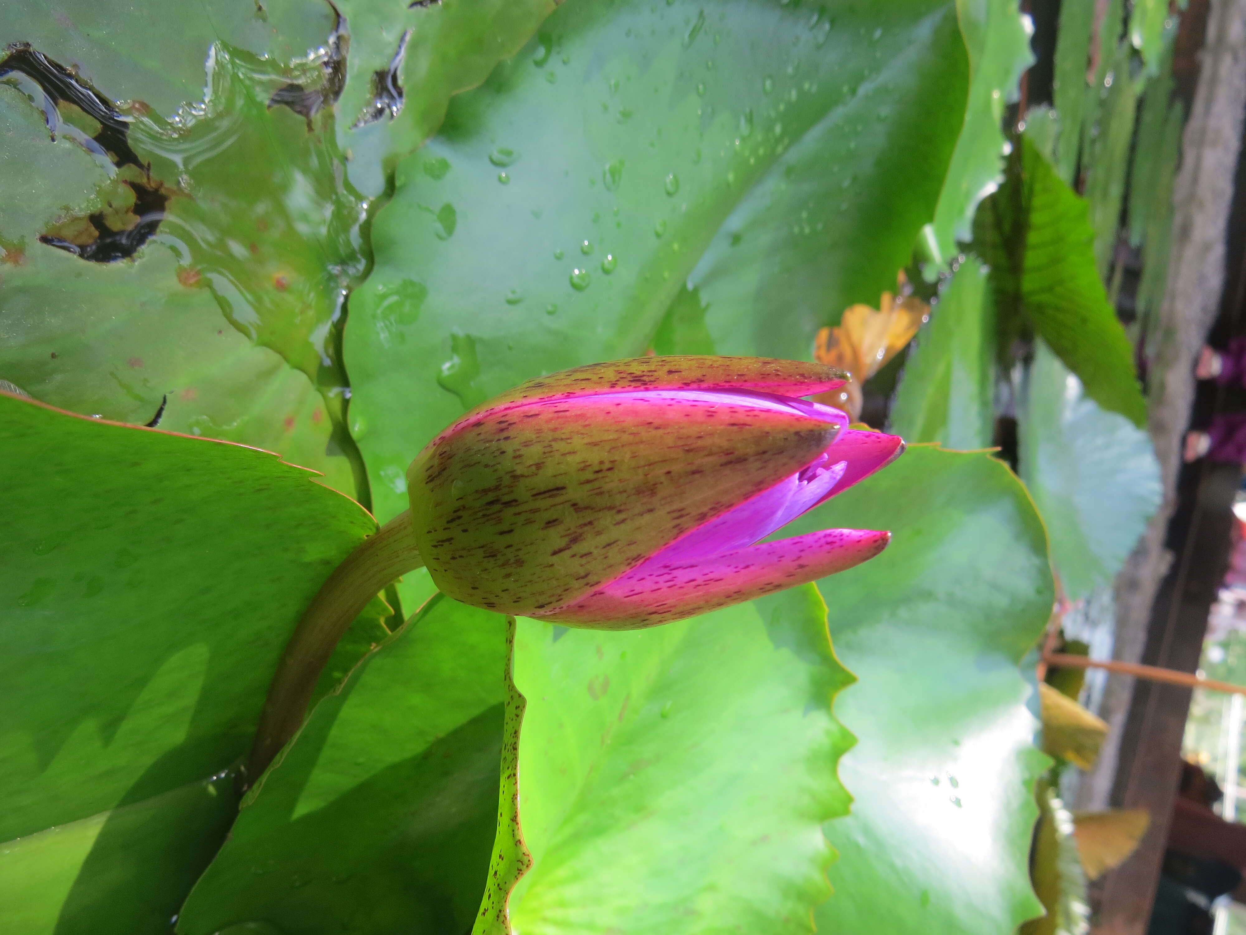 Image of blue star water-lily