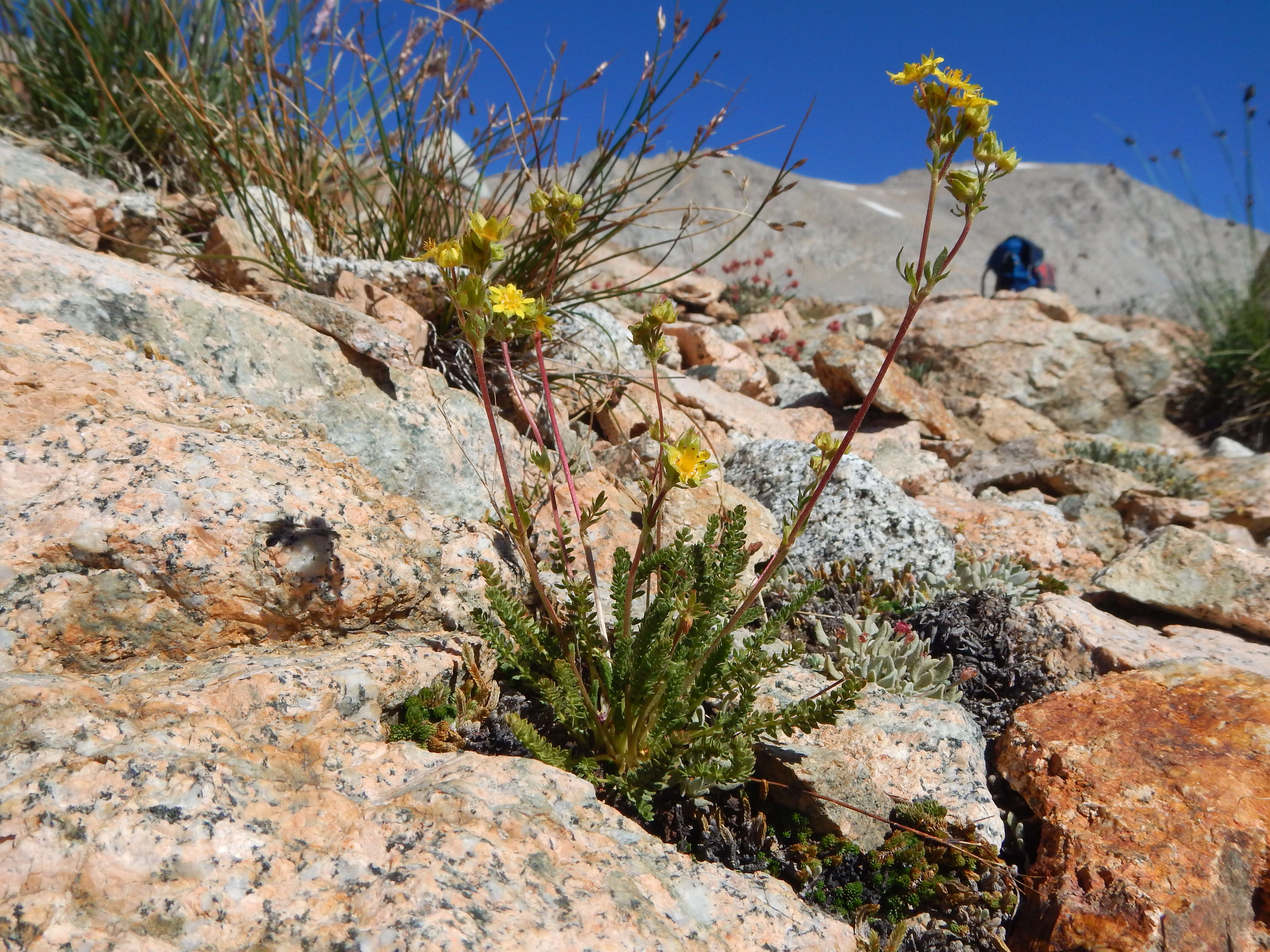 Image de Ivesia lycopodioides Gray