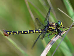 Image of Zebra Clubtail