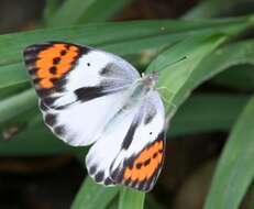 Image of Bushveld Purple Tip