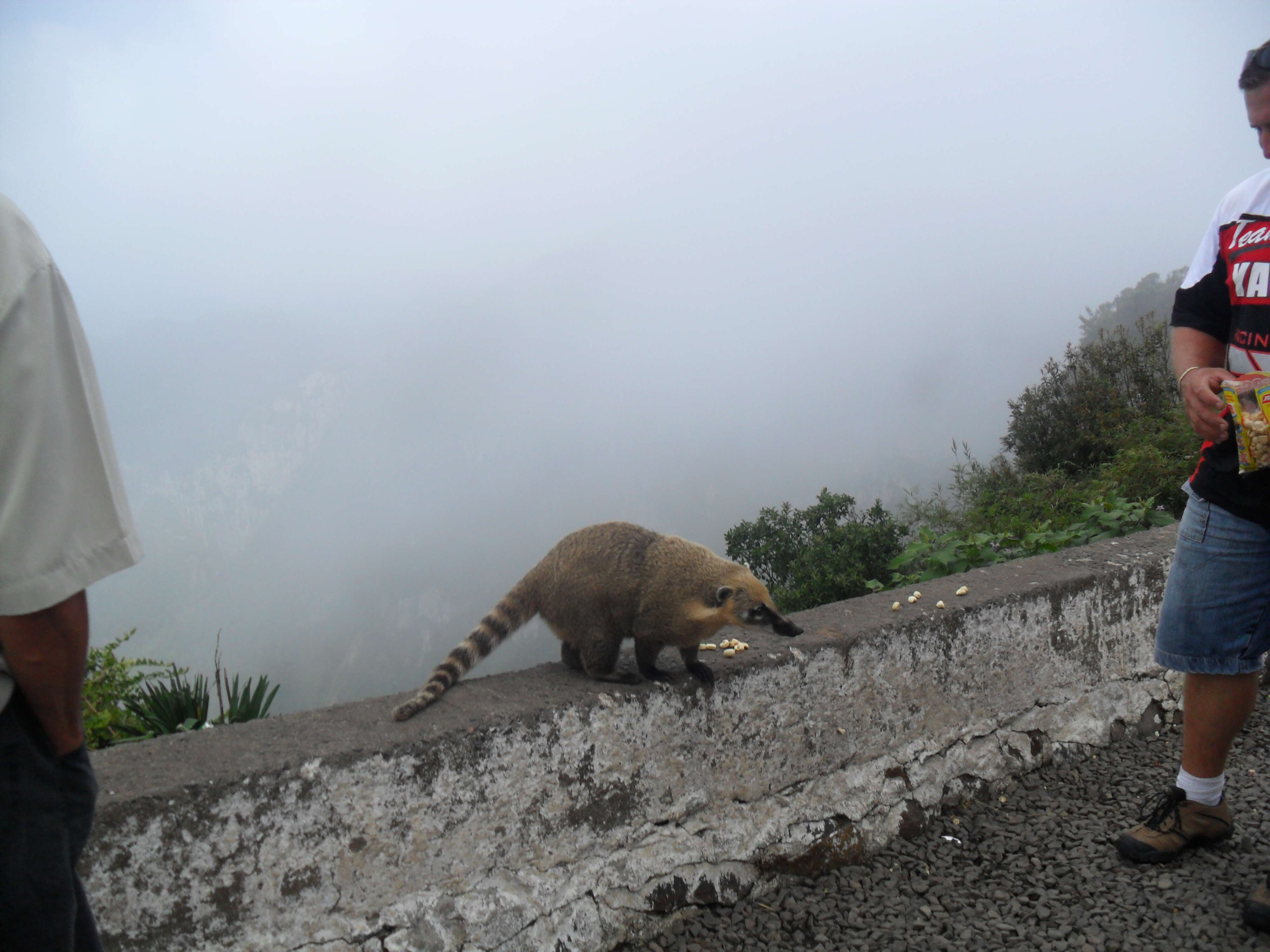 Image of South American Coati