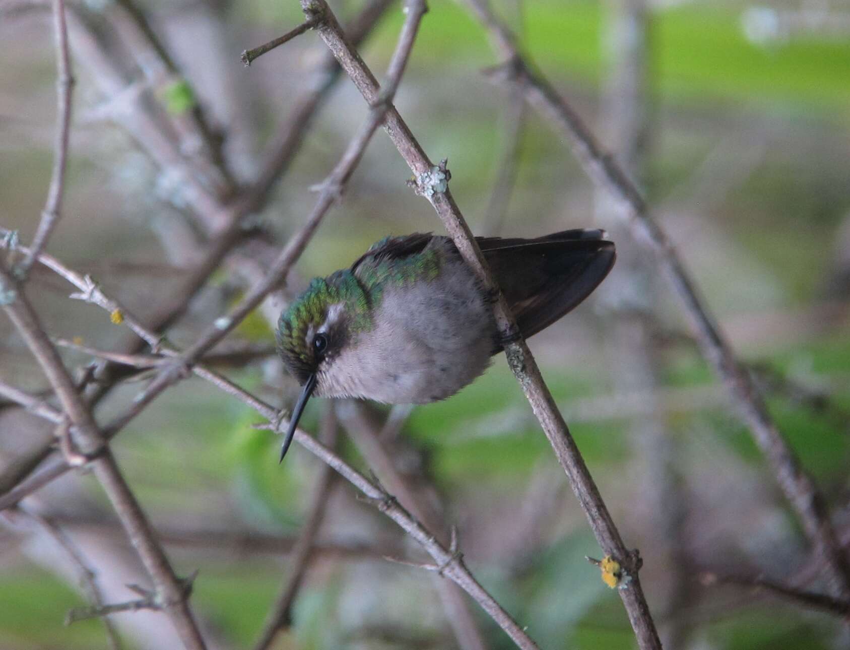 Image of Western Emerald