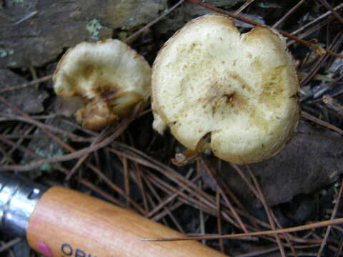 Image of Pholiota gummosa (Lasch) Singer 1951