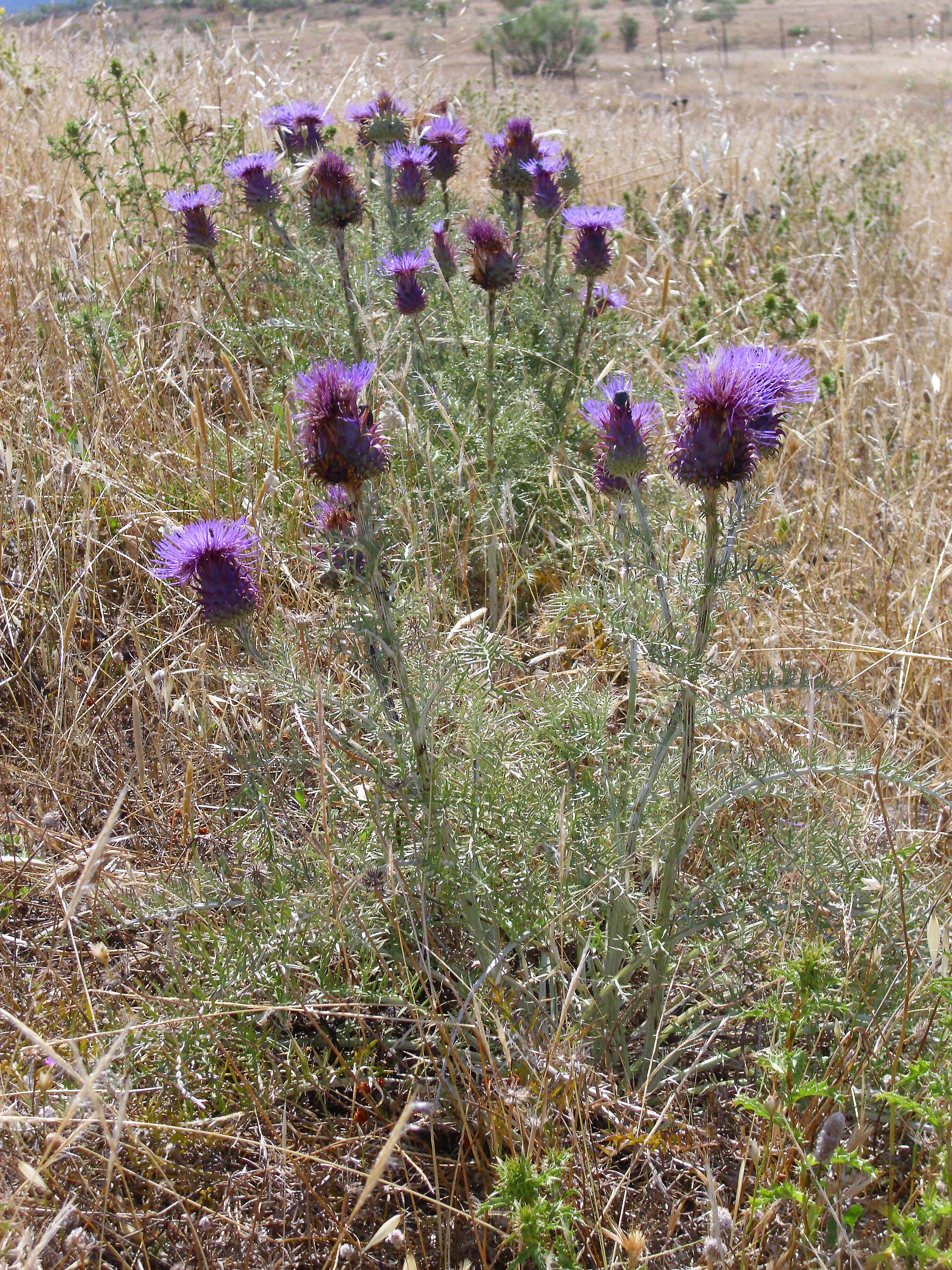 Image of Cynara humilis L.