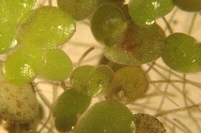 Image of turion duckweed