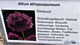 Image of Allium atropurpureum Waldst. & Kit.