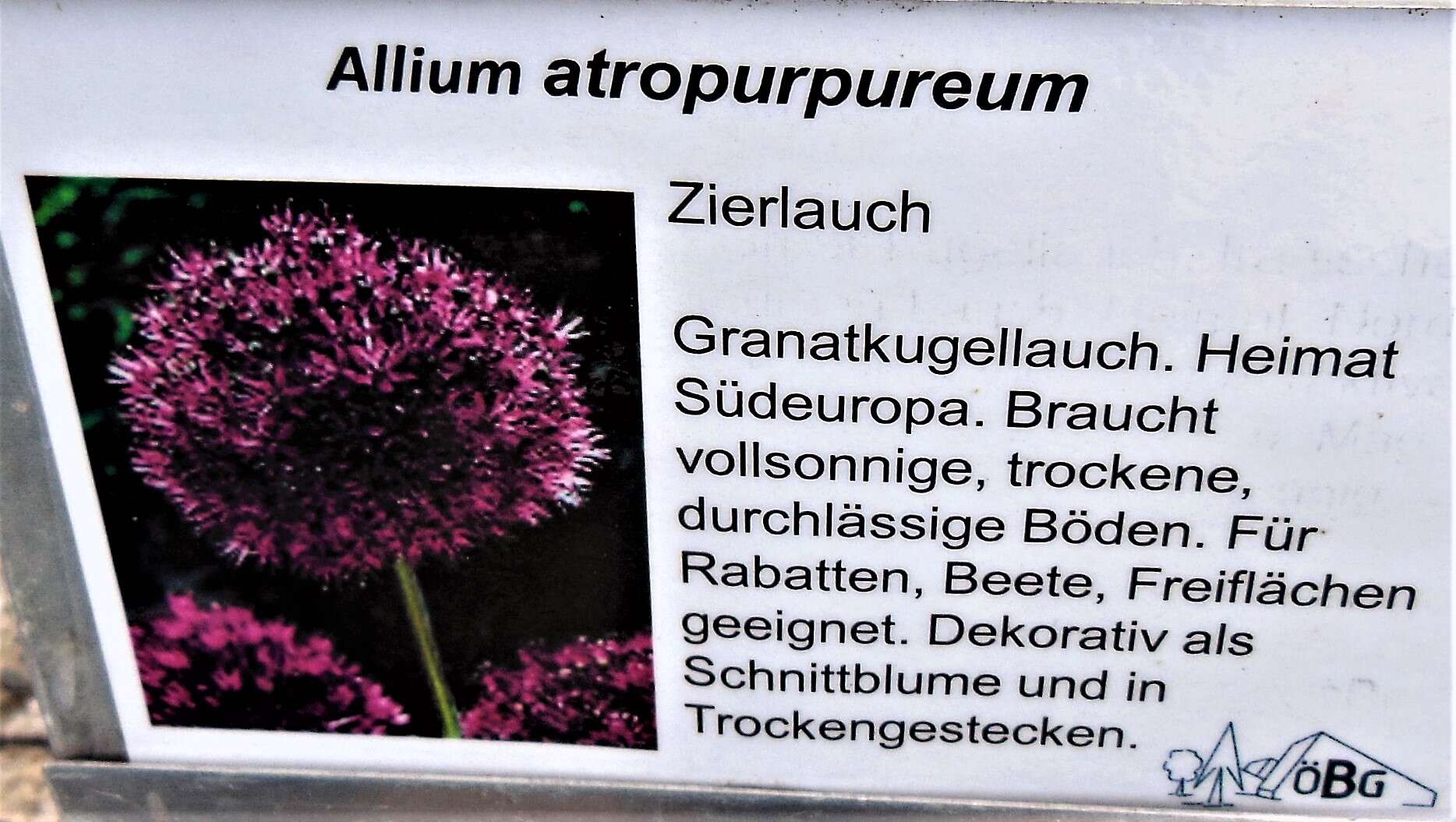 Image of Allium atropurpureum Waldst. & Kit.