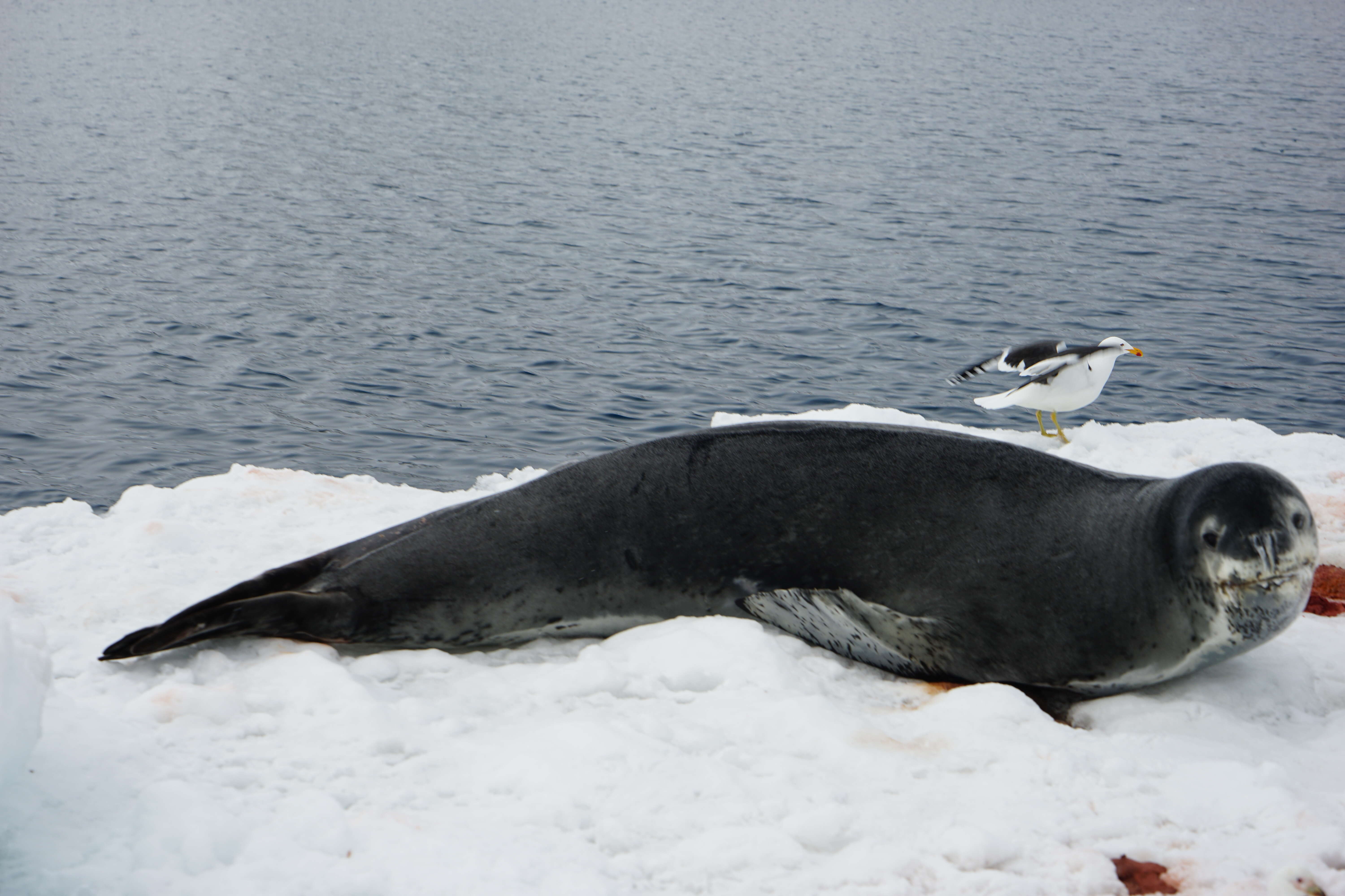 Image of leopard seal