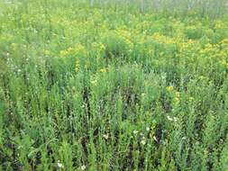 Image of common cottonrose