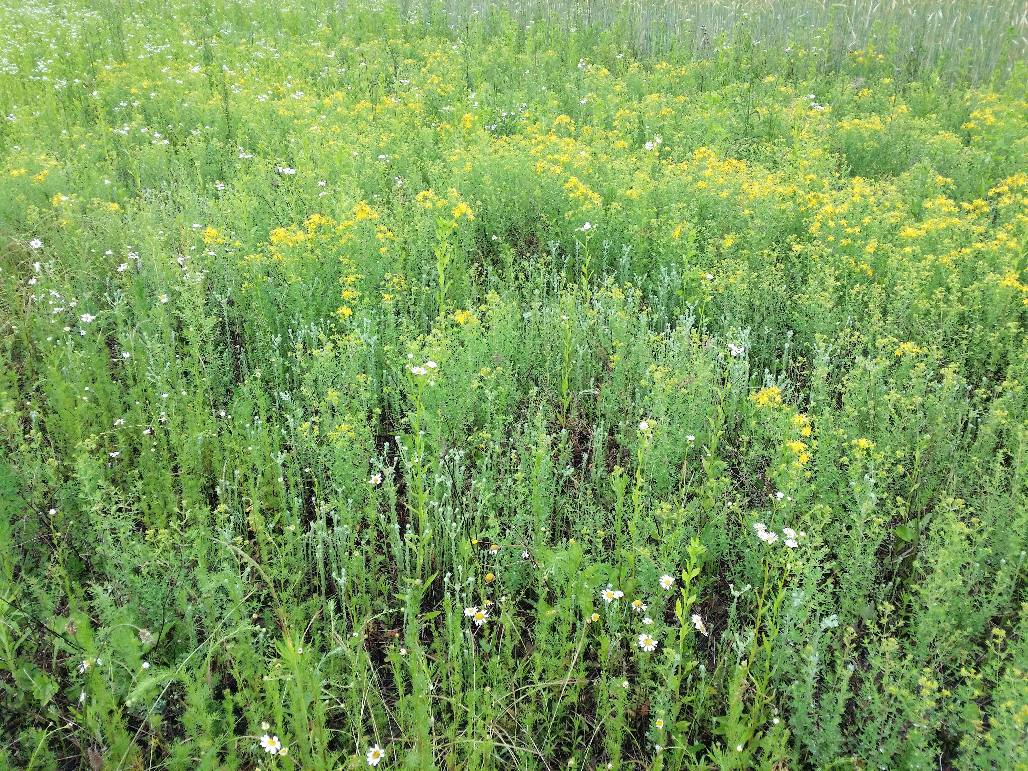 Image of common cottonrose