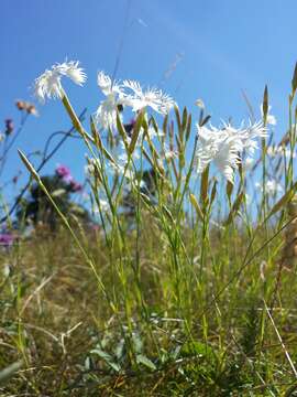 Image of Dianthus serotinus Waldst. & Kit.