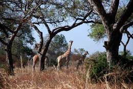 Image of Kordofan giraffe