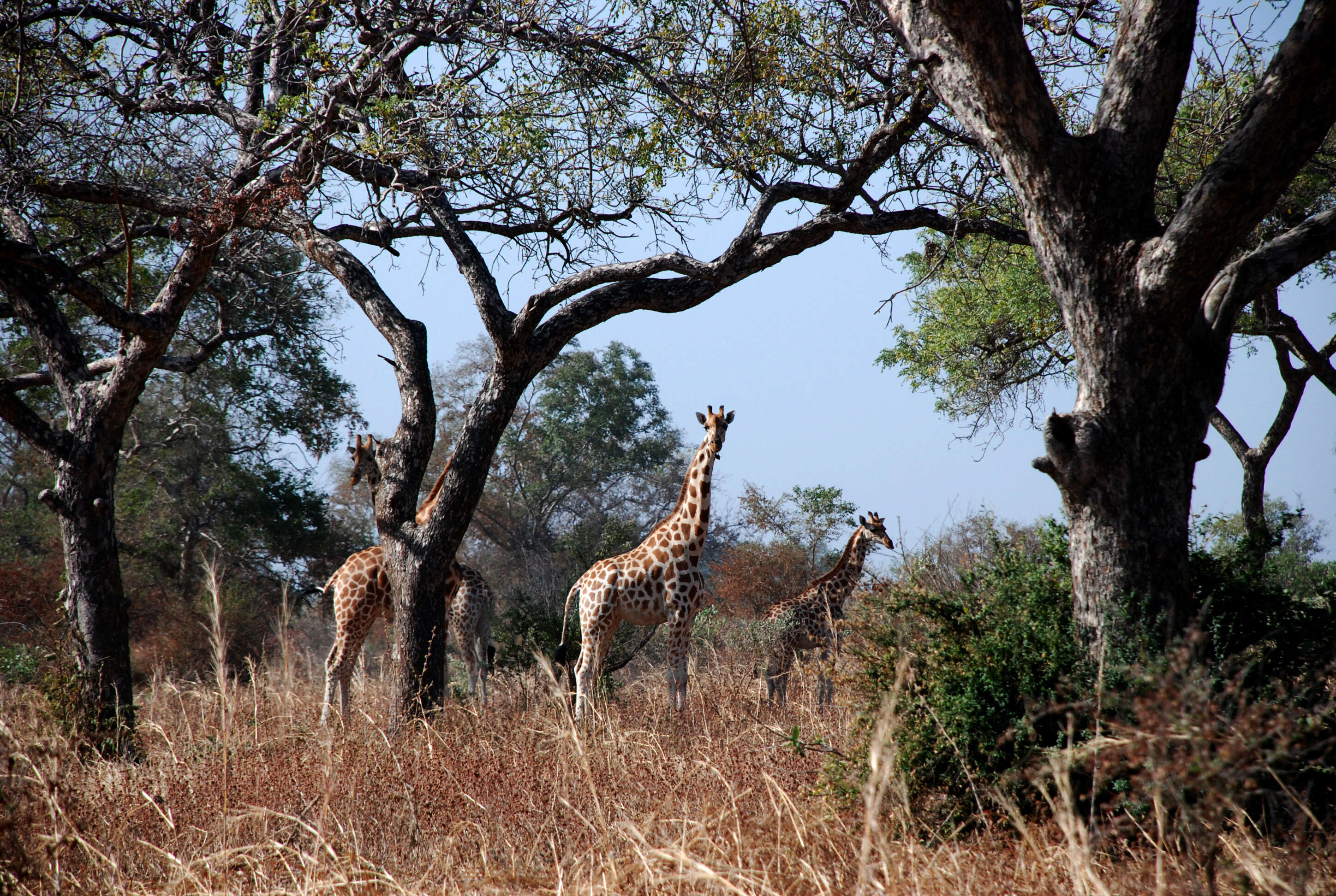 Image of Kordofan giraffe