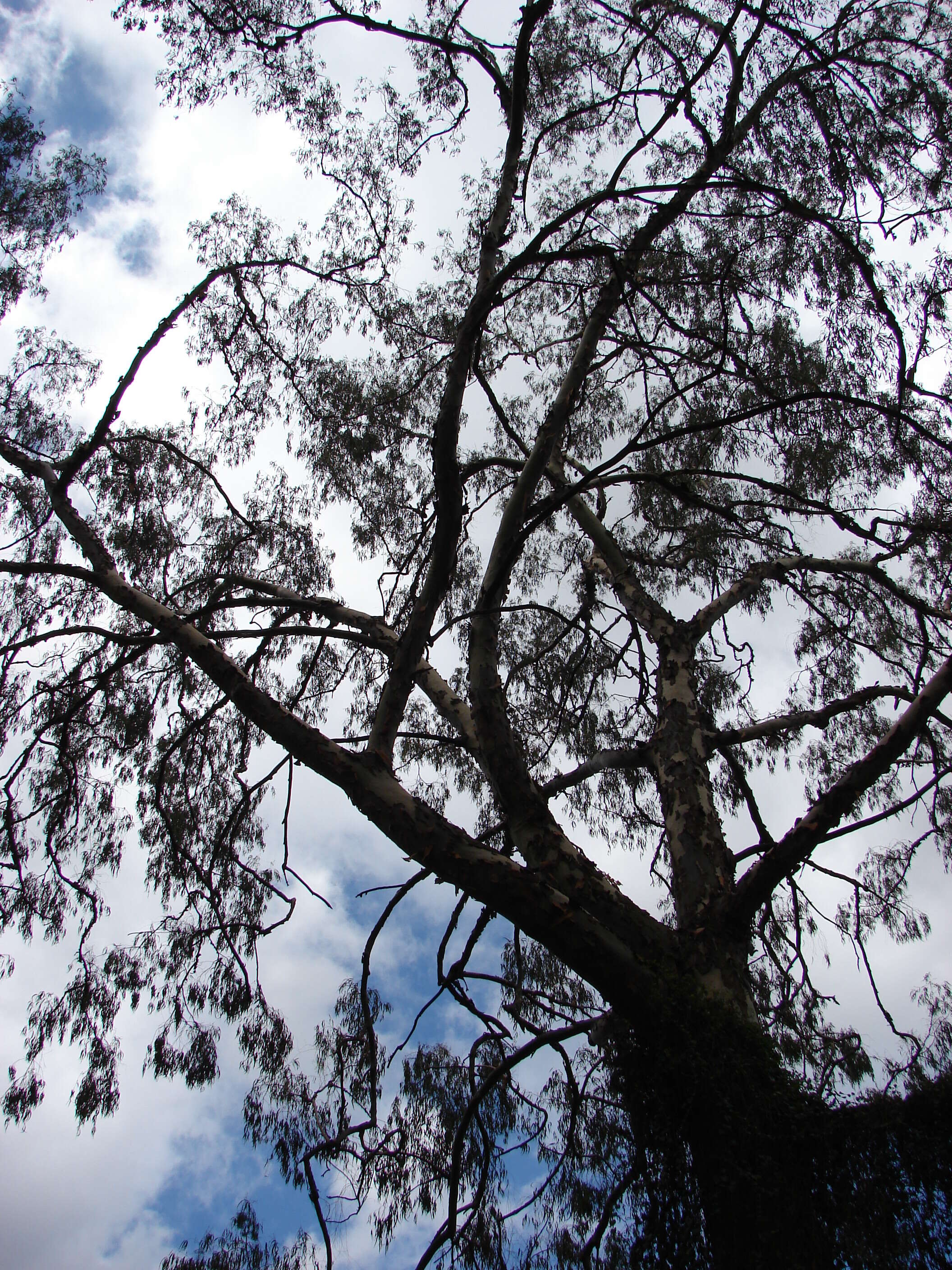 Image of lemonscented gum