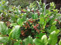 Image of salal