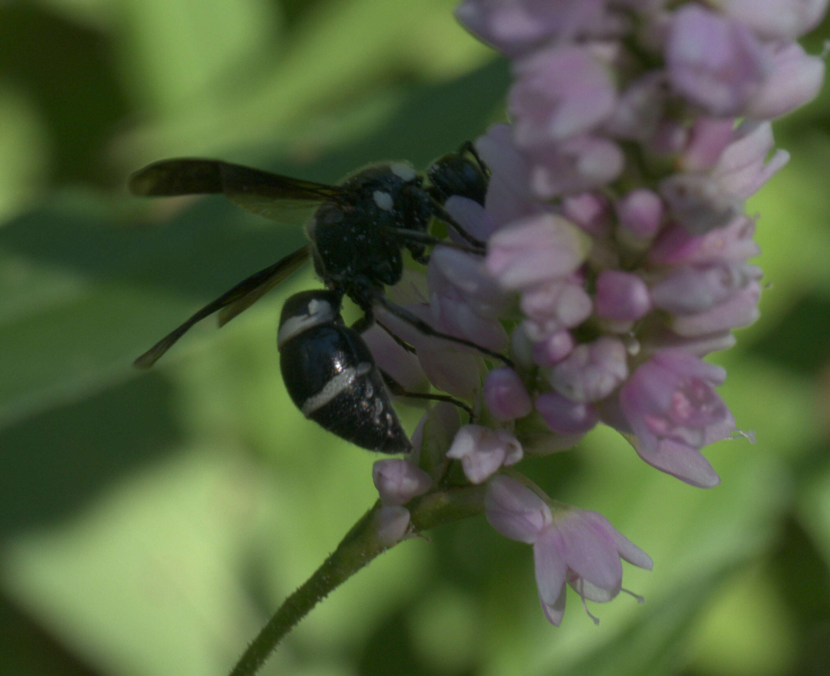 Euodynerus schwarzi (Krombein 1962)的圖片