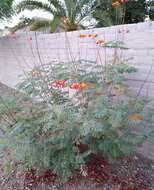 Image of Dwarf Poinciana